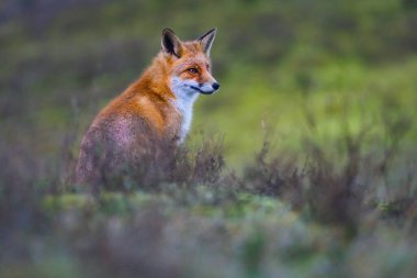 Vahşi kızıl tilki 