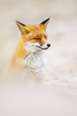 Vahşi kızıl tilki 