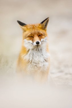 Vahşi kızıl tilki 