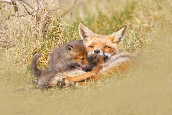 Rotfuchs mit Jungtier — Stockfoto