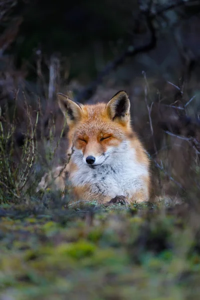 Wild red fox — Stock Photo, Image