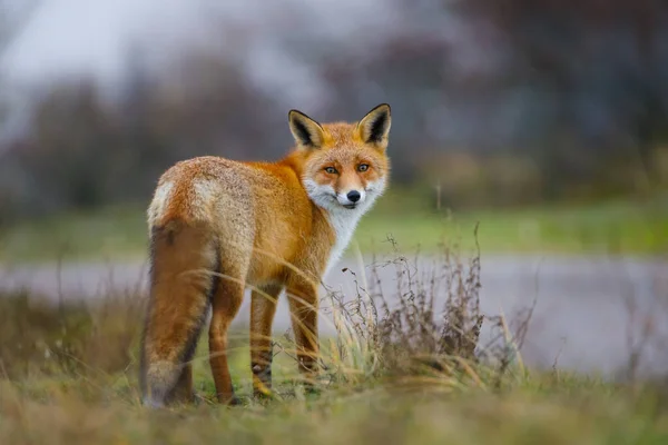 Wild red fox — Stock Photo, Image