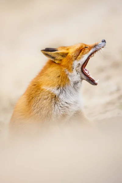 Raposa vermelha selvagem — Fotografia de Stock