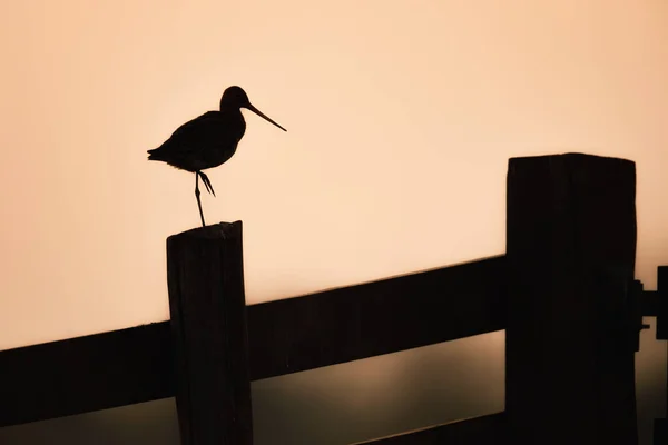 Günbatımı Arka Planında Çitin Üzerinde Oturan Kuş Silueti — Stok fotoğraf