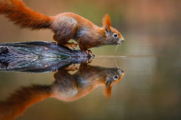 Rotes Eichhörnchen auf einem Baum — Stockfoto