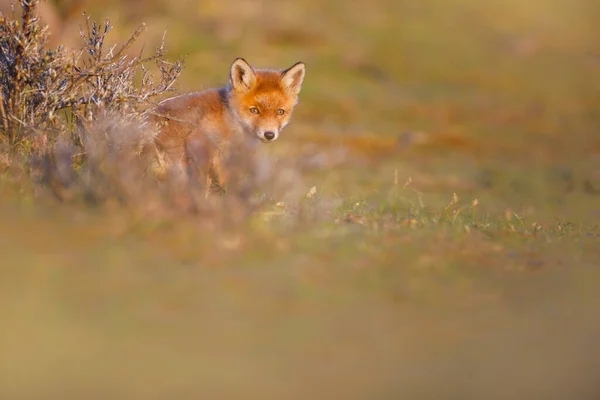 Дика червона лисиця кубик — стокове фото