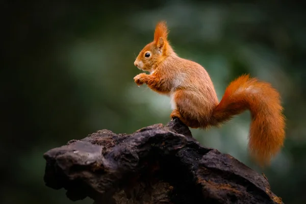 나무에 앉아 있는 붉은 다람쥐 — 스톡 사진