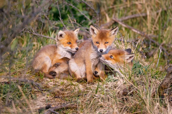 2匹の野生のキツネの赤ちゃん — ストック写真