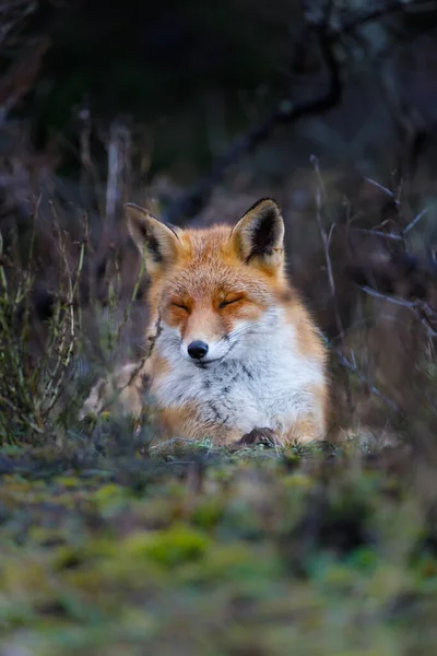 Dzikiego lisa czerwonego Obrazek Stockowy