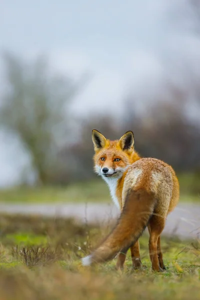 Dzikiego lisa czerwonego Obraz Stockowy