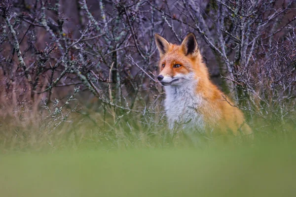 Dzikiego lisa czerwonego Obrazy Stockowe bez tantiem