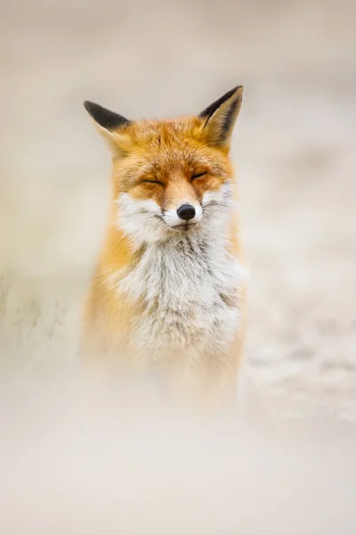 Dzikiego lisa czerwonego Zdjęcie Stockowe