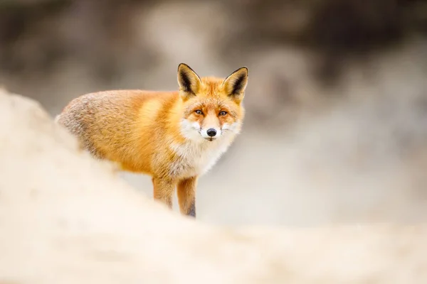 Dzikiego lisa czerwonego Zdjęcie Stockowe