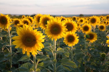 ayçiçekleri alanı