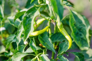 biber büyüyen. Yakın çekim