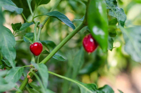 Küçük şirin kırmızı Chiltepin süs biber 