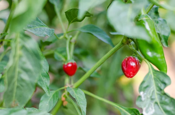 Küçük şirin kırmızı Chiltepin süs biber 
