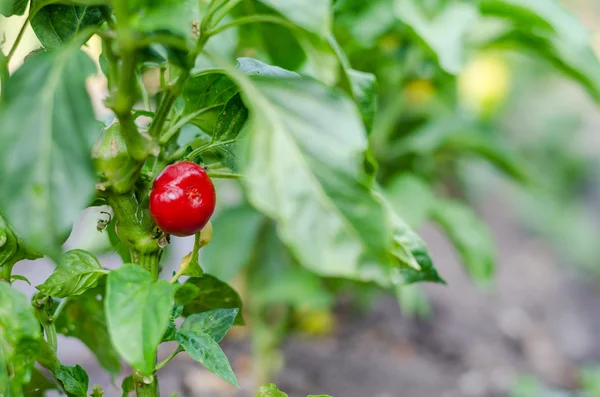 Küçük şirin kırmızı Chiltepin süs biber 