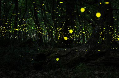 Fireflies/ Night in the forest with fireflies clipart