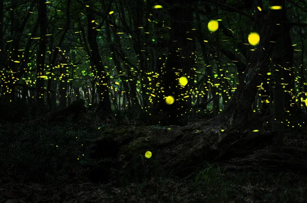 Vuurvliegjes / nacht in het bos met vuurvliegjes — Stockfoto