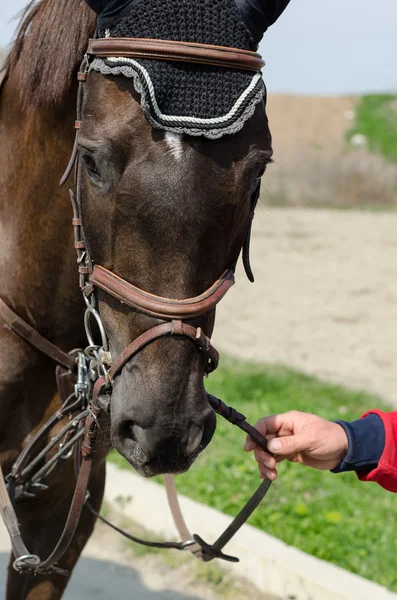 Head-shot tanımlanamayan binici ile eğitim sırasında bir gösteri jumper at