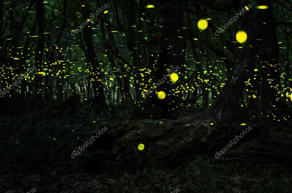 Fireflies Night In The Forest With Fireflies Stock Photo By C Ivan Dr