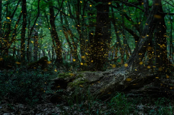 Vuurvliegjes / nacht in het bos met vuurvliegjes — Stockfoto