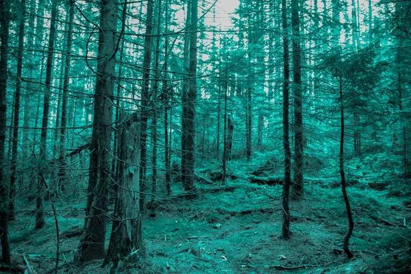 Kalter Wald Holz Türkisfarbene Farben Dunstiger Halloween Hintergrund — Stockfoto