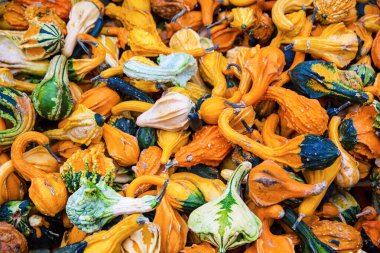 Zirai çiftçi pazarında kabak çeşitleri (squash), yakın plan. Hasat, Cadılar Bayramı ve Şükran Günü konsepti.