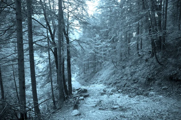 Тёмный Загадочный Лесной Фон Бирюзовая Палетка Хэллоуин — стоковое фото