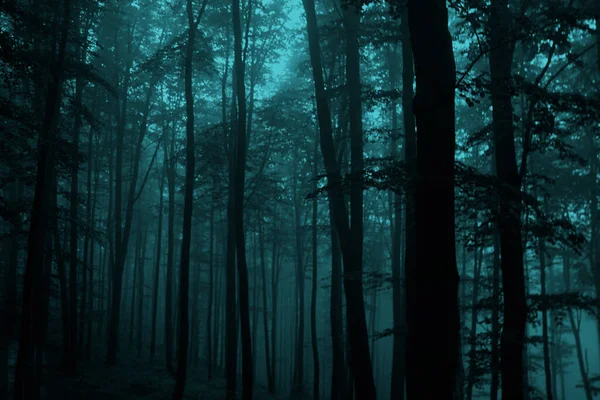 Nebelige Märchenwälder Gruseliges Halloween Konzept Nebelwald — Stockfoto