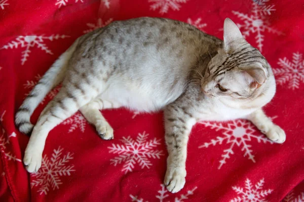 Kot Leżący Czerwonym Kocu Płatkami Śniegu Ormament Zbliżenie — Zdjęcie stockowe