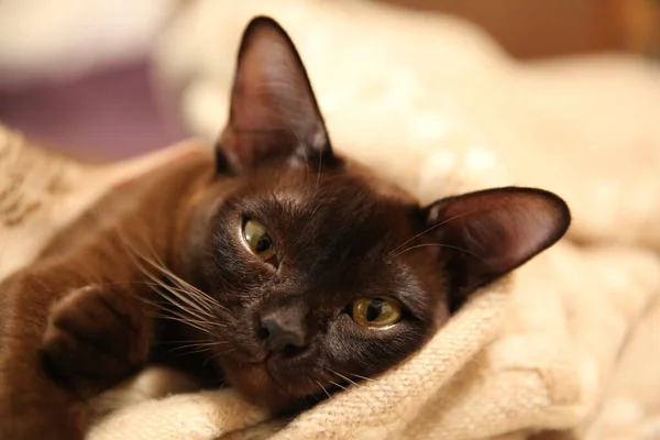 Hermosa Piel Marrón Gato Birmano — Foto de Stock