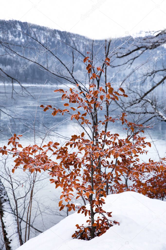 Marvelous winter landscape. Alps mountians, red leaves bushes and lake. Bavaria, Germany. 
