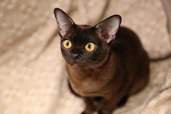 Beautiful pure breed burmese cat