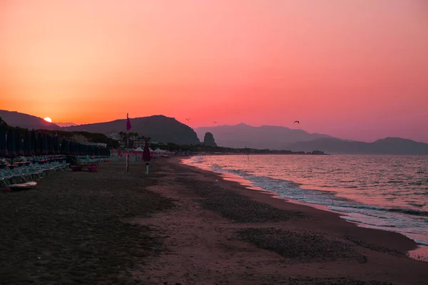 Güzel saf Burma kedisi