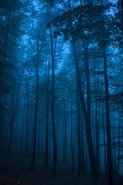 Sisli orman, peri masalı ormanı ya da sisli korku ormanı. Cadılar Bayramı konsepti Mavi renkler sisli orman. 
