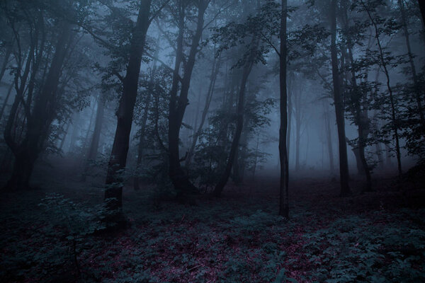 Dark grey scary forest, halloween concept.