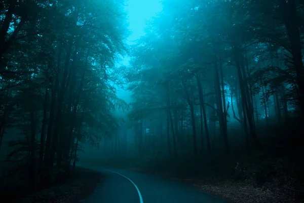 在绿松石蓝色的神秘的雾林中的路 — 图库照片