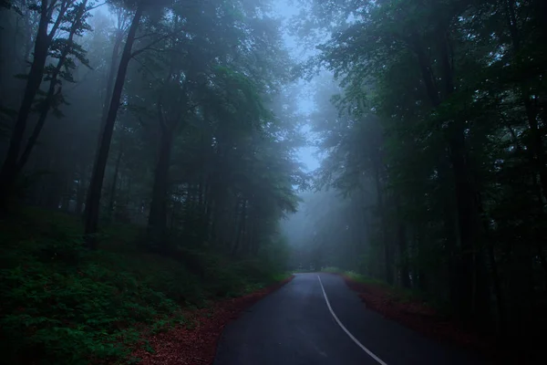 在魔法仙境的路上 雾蒙蒙的森林 恐怖的树林 — 图库照片