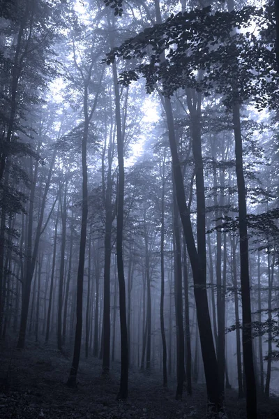 Spooky Foggy Forest Morning Evening — Stock Photo, Image