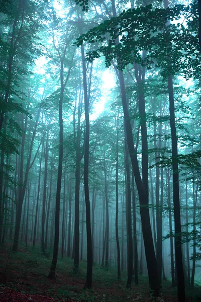 Утро Таинственном Тумане Сказочном Лесу Волшебное Дерево Бирюзовый Цвет Фона — стоковое фото