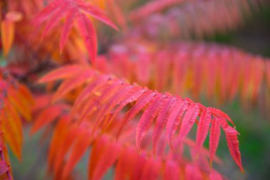 Parlak kırmızı sonbahar yaprakları, sumak bitkisi arka planı. 