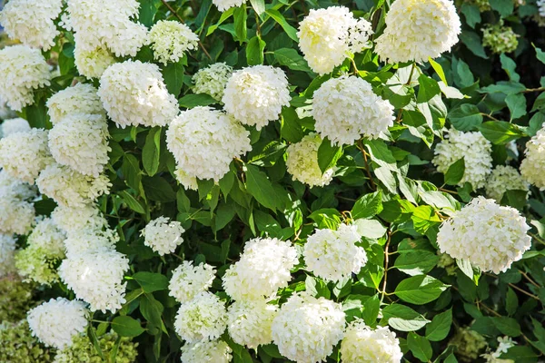 Beyaz Hortensiya Çiçekleri Yeşil Yapraklar — Stok fotoğraf