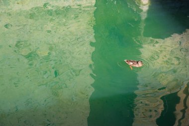 Yeşil zümrüt gölünde vahşi ördek yüzüyor. 