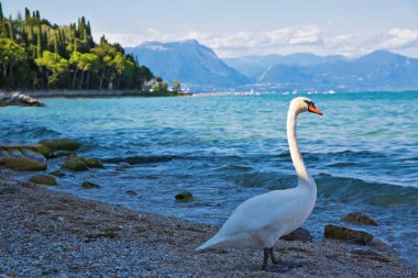 Garda Gölü 'nde Kuğu, Sirmione, İtalya. Göl ve dağların güzel manzarası. 