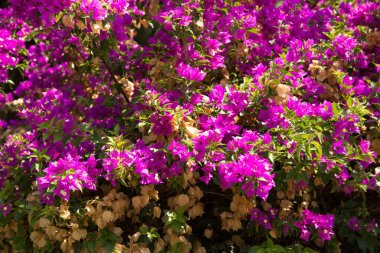 Bougainvillea çiçeği çalısı, güzel mor çiçekler. Evergreen ağacı. 