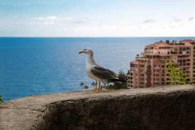 Martı (mew martı) ve deniz panoraması, Monako. Fransız Rivierası. 