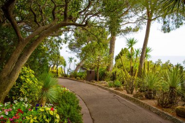 Monte Carlo, Monaco 'da güzel bir park yeri. Patika, palmiye ve kaktüs. Parlak yeşil renk. 