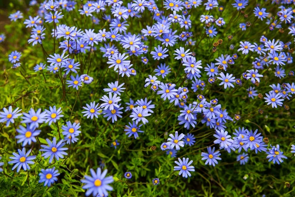 Aster Blommor Alpin Aster Dekorativa Trädgårdsblommor Trädgården Vacker Trädgård Viol — Stockfoto